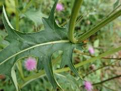 Cirsium
