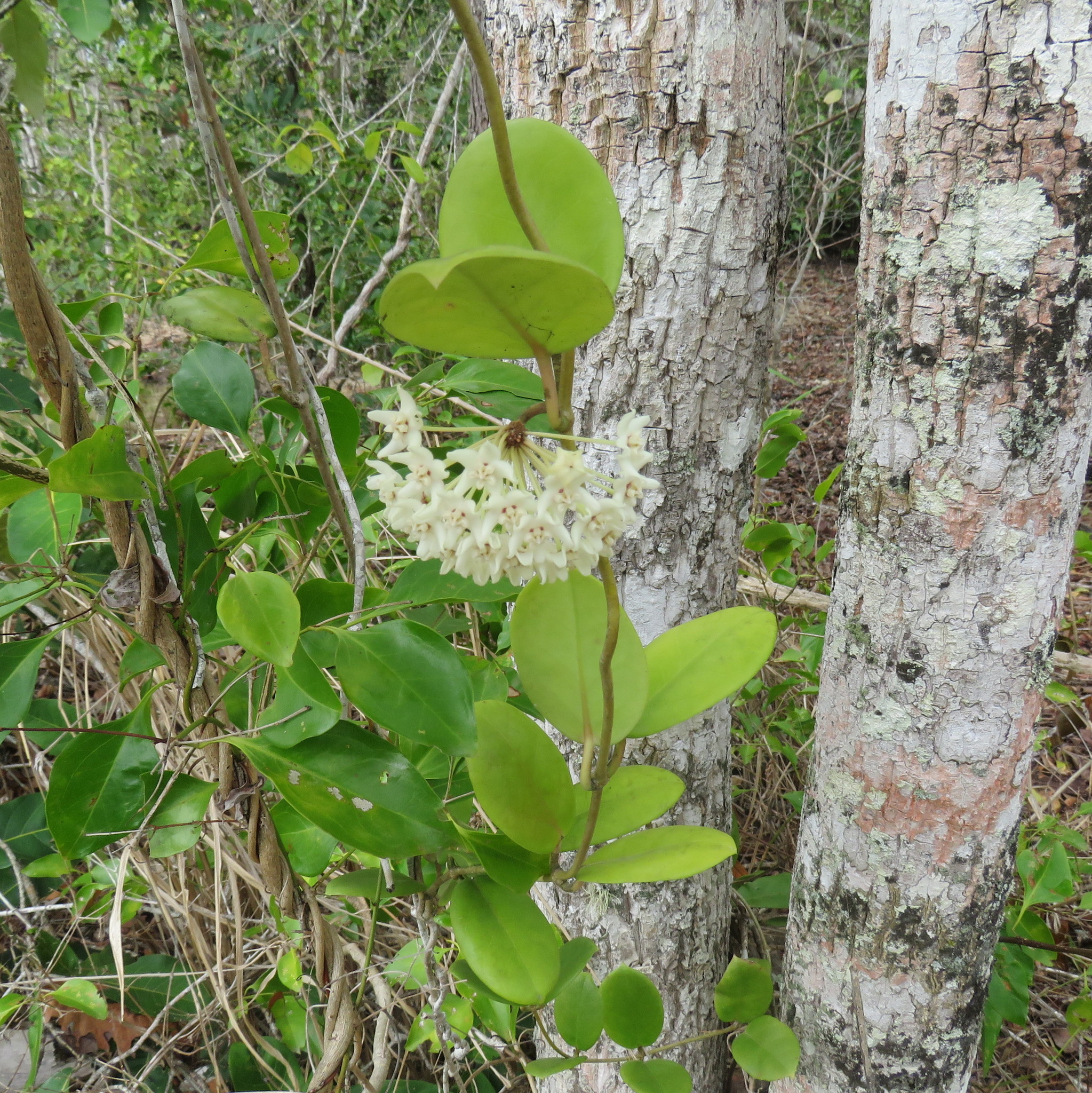 Hoya australis