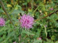 Cirsium