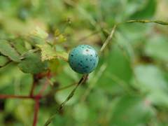 Ampelopsis glandulosa heterophylla