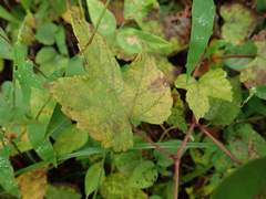 Ampelopsis glandulosa heterophylla
