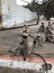 Semnopithecus hypoleucos