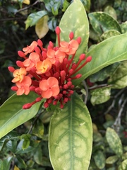 Ixora chinensis
