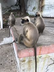 Semnopithecus hypoleucos