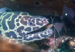 Spotted Moray photo 3