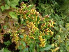 Solidago virgaurea asiatica