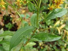 Solidago virgaurea asiatica