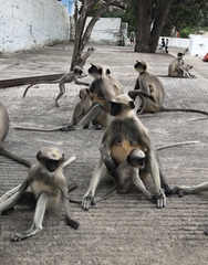 Semnopithecus hypoleucos