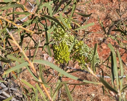 Hakea macrocarpa, photograph 1