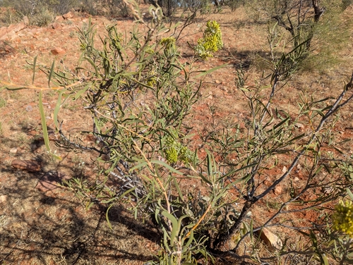 Hakea macrocarpa, photograph 2