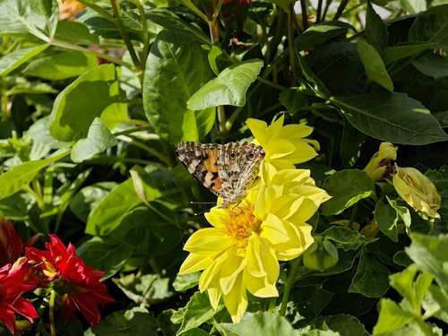 Painted Lady
