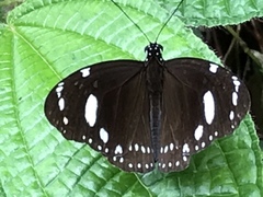 Euploea lewinii