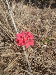 Paracarphalea pervilleana