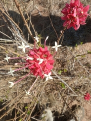 Paracarphalea pervilleana