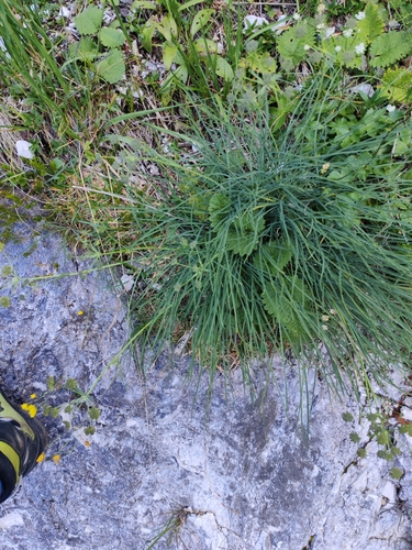Bupleurum petraeum, photograph 4