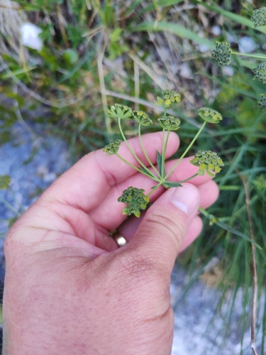 Bupleurum petraeum, photograph 5