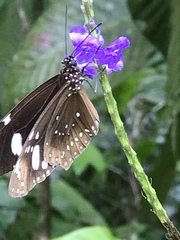 Euploea lewinii