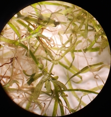 Callitriche hamulata