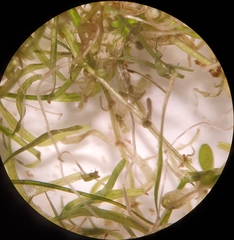 Callitriche hamulata