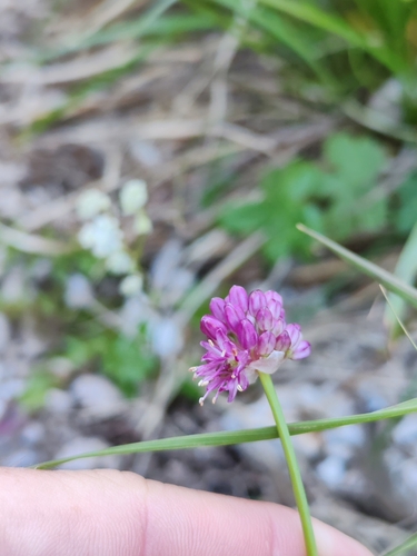 Kamnik leek (Allium kermesinum)