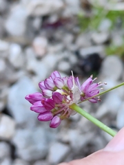 (c) Ljaž, some rights reserved (CC BY) Allium kermesinum, photograph (c) Ljaž, some rights reserved (CC BY)