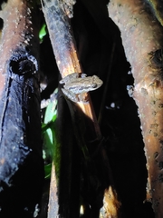 Arthroleptis xenodactyloides