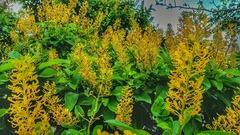 Vochysiaceae
