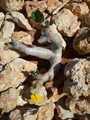 Pachypodium densiflorum