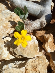 Pachypodium densiflorum