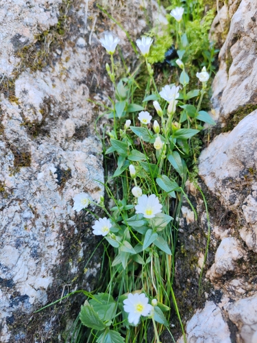 Carinthian mouse-ear chickweed (Cerastium carinthiacum)