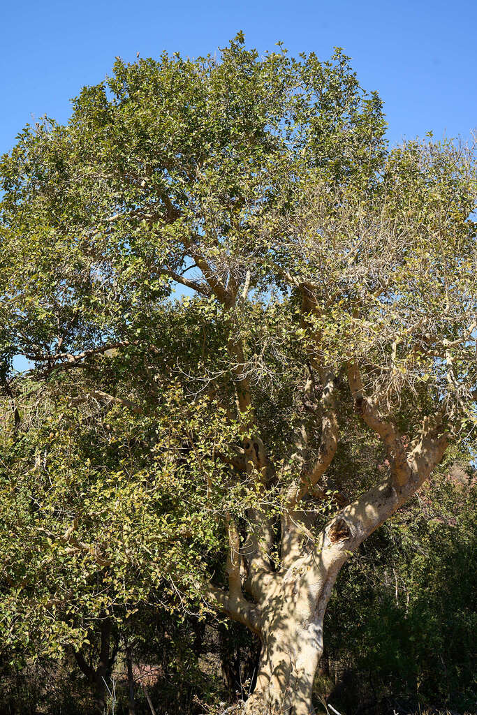 Ultimatum Tree Broom Sycamore Fig from Vhembe District Municipality, South Africa on ...
