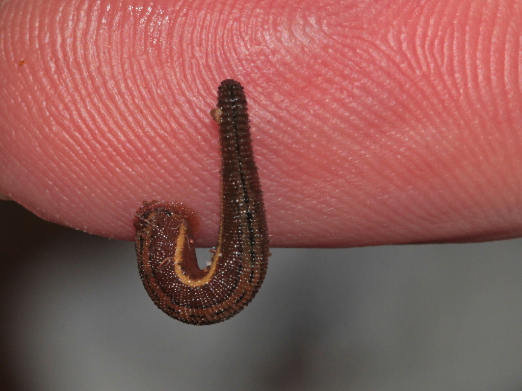 Haemadipsa interrupta