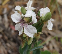 Goodenia albiflora