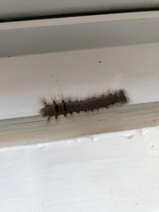 Lepidoptera