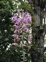 Spathoglottis