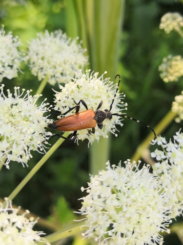 Stictoleptura variicornis