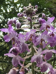 Spathoglottis pacifica