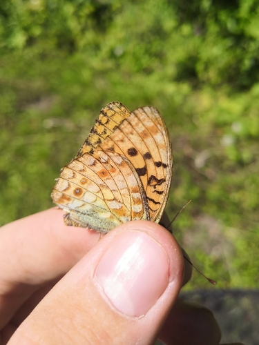 High Brown Fritillary
