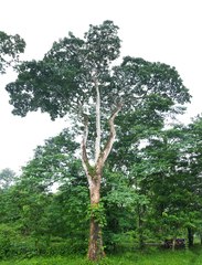 Roseodendron donnell-smithii