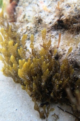 Dictyopteris muelleri