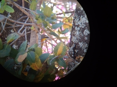 Malaconotus blanchoti