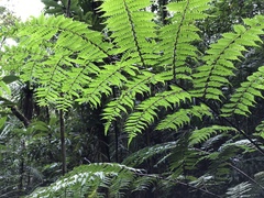 Cyathea