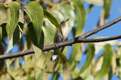 Setophaga coronata auduboni