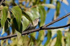 Setophaga coronata auduboni