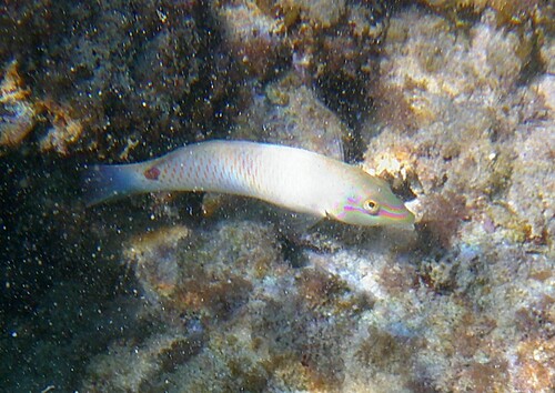 Spotted-tail rainbowfish (Halichoeres trimaculatus) — Labridae — 5