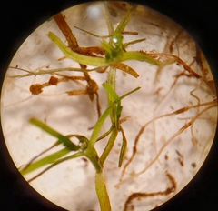 Callitriche brutia