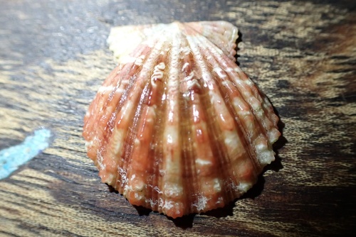 Bractechlamys nodulifera observed 2025-08-07