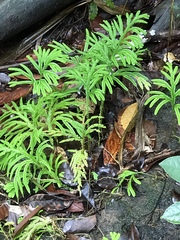 Selaginella