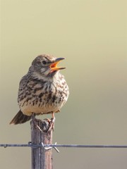 Galerida magnirostris