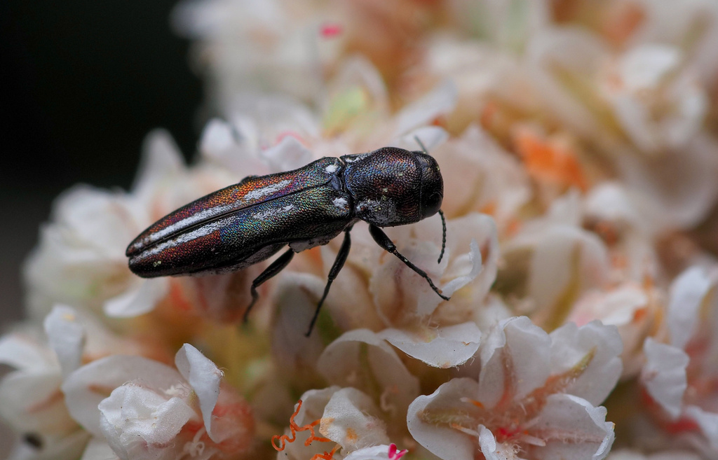 Agrilus blandus